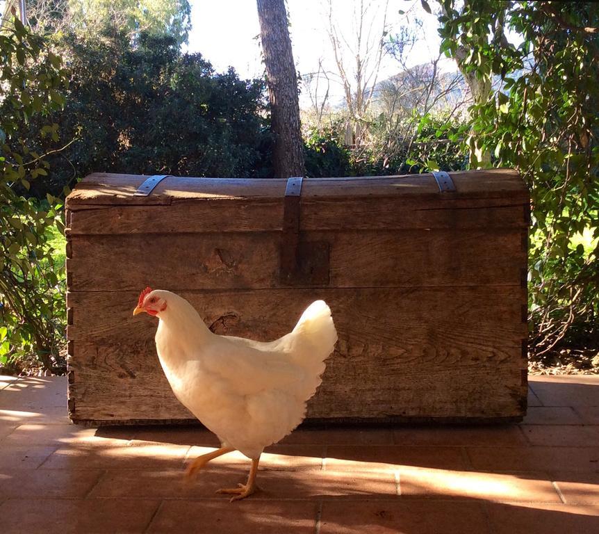 At Home In Maremma Istia dʼOmbrone エクステリア 写真